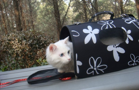 有猫包可以上地铁吗（南京猫放包里可以坐地铁吗）